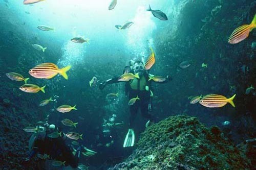 South West Rocks snorkelling © SW